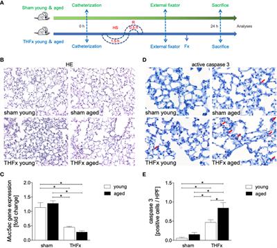 Age-related exacerbation of lung damage after trauma is associated with increased expression of inflammasome components